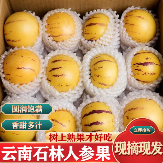 石林县【一件起批】云南石林人参果产地直发一件代发