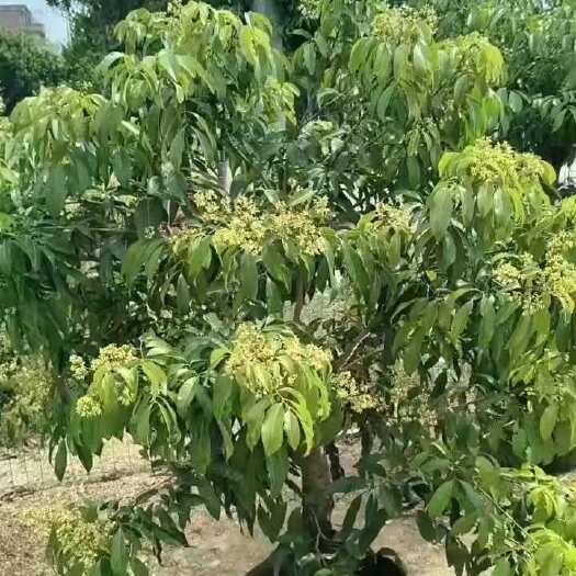 普宁市荔枝5-8-10-12-15-20公分支持现场视频￼