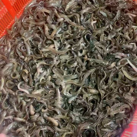 小泥鳅