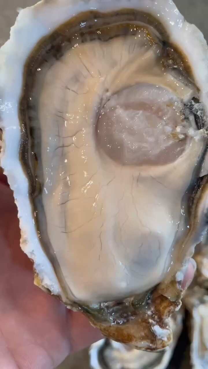 【支持视频验货】山东生蚝实物拍摄一手货源大货供应规格齐全可谈