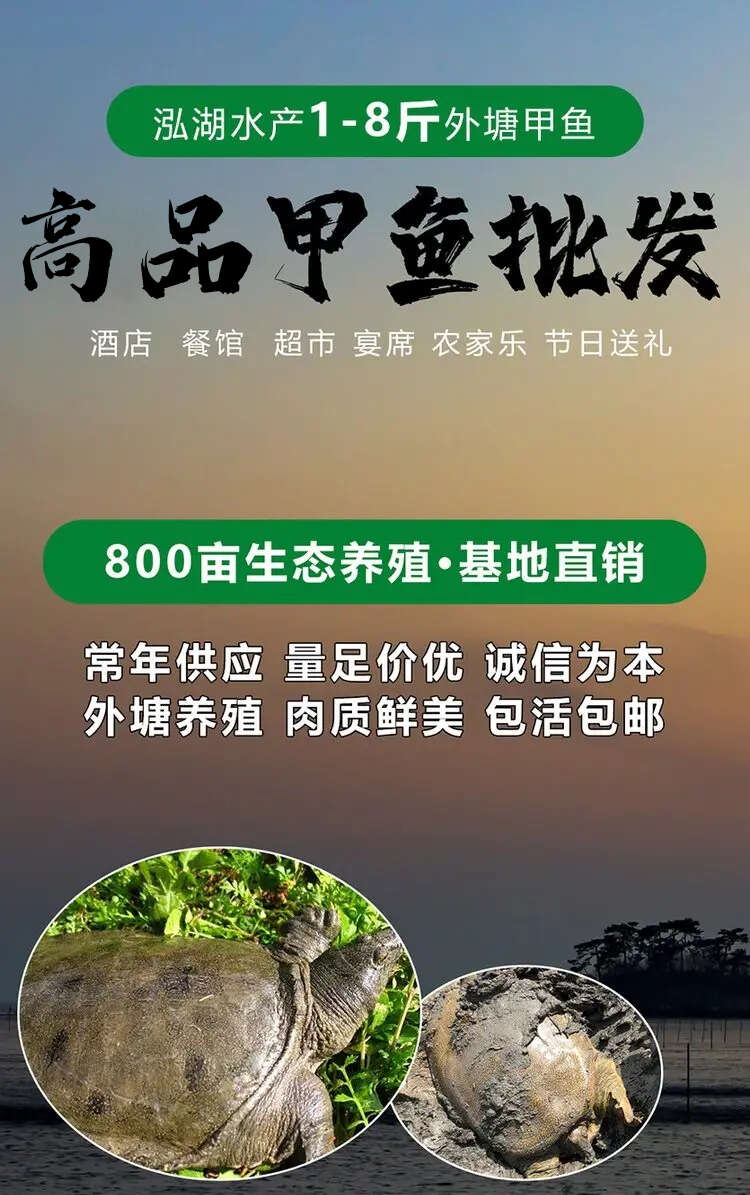 惠农严选- 1-3两甲鱼苗 易养殖产量高 活体外塘生态放养