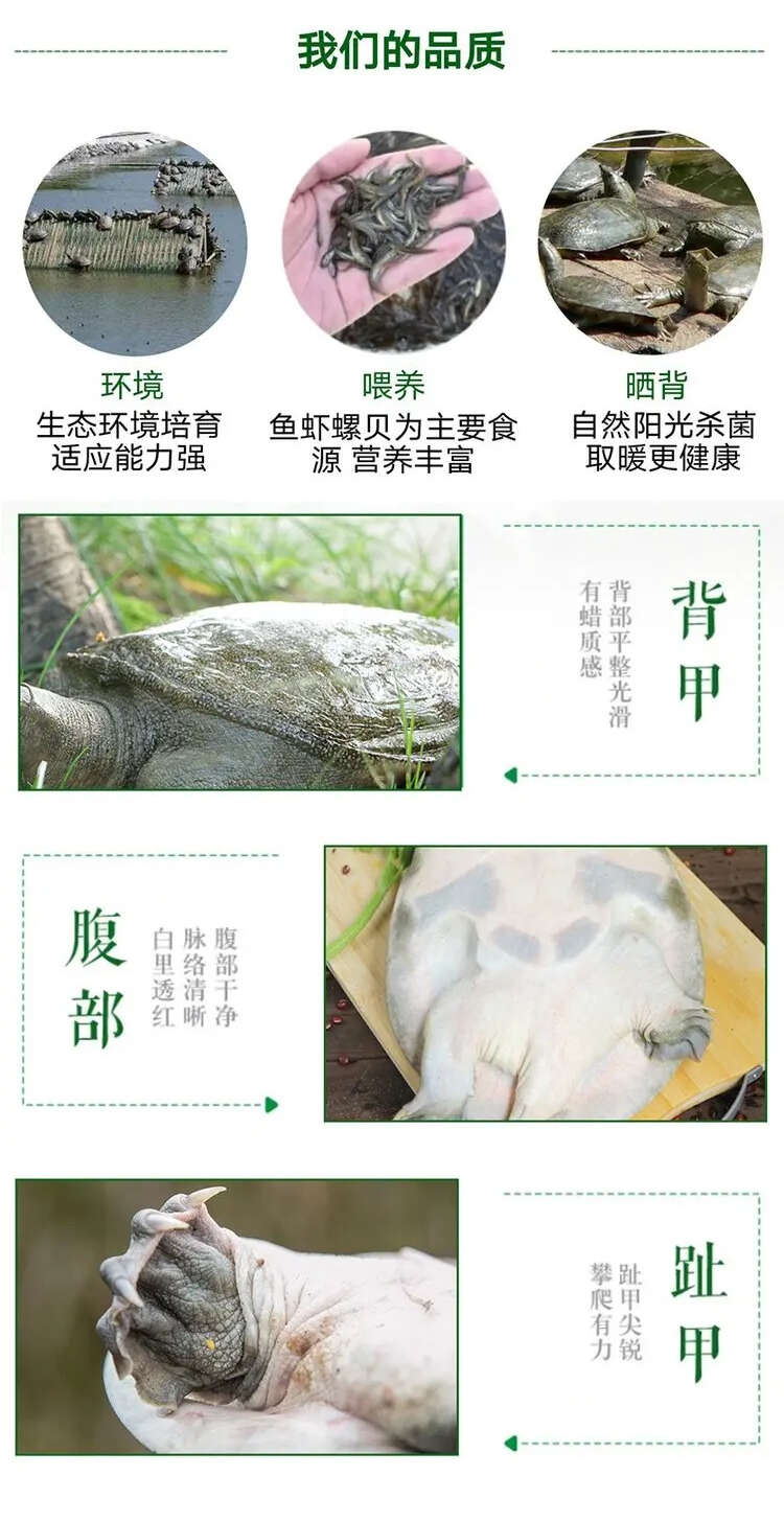 惠农严选- 1-3两甲鱼苗 易养殖产量高 活体外塘生态放养