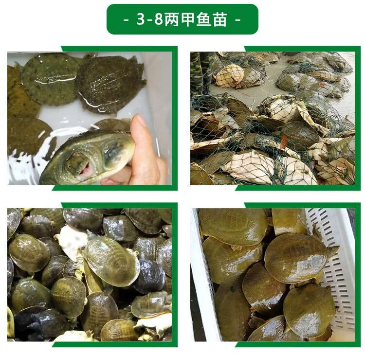 惠农严选- 1-3两甲鱼苗 易养殖产量高 活体外塘生态放养