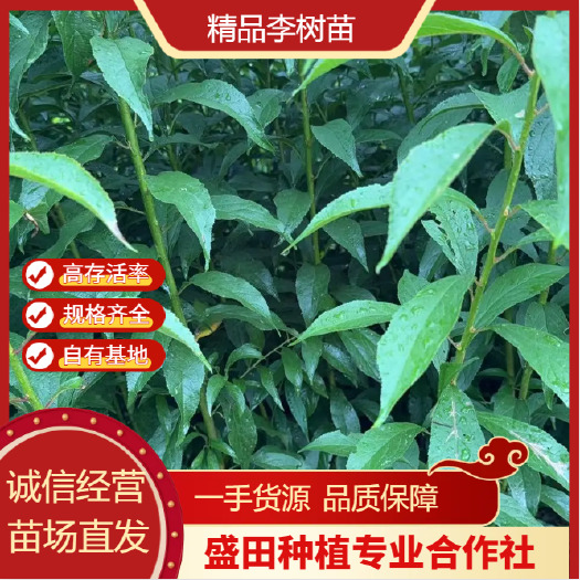 曲靖李子苗 青脆李子苗 脆红李子苗 黄金奈李 基地直供 保证成活