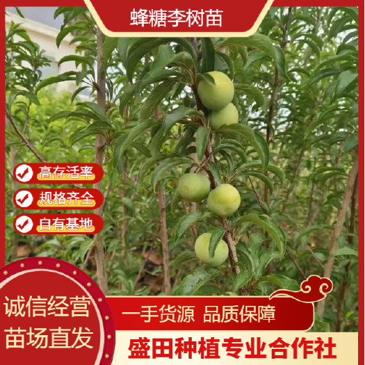 曲靖蜂糖李树苗    峰糖李子苗  五月脆李子苗  青脆李子苗