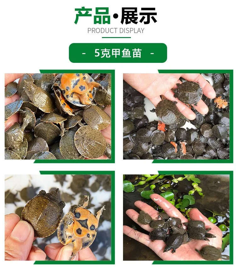 惠农严选- 1-3两甲鱼苗 易养殖产量高 活体外塘生态放养
