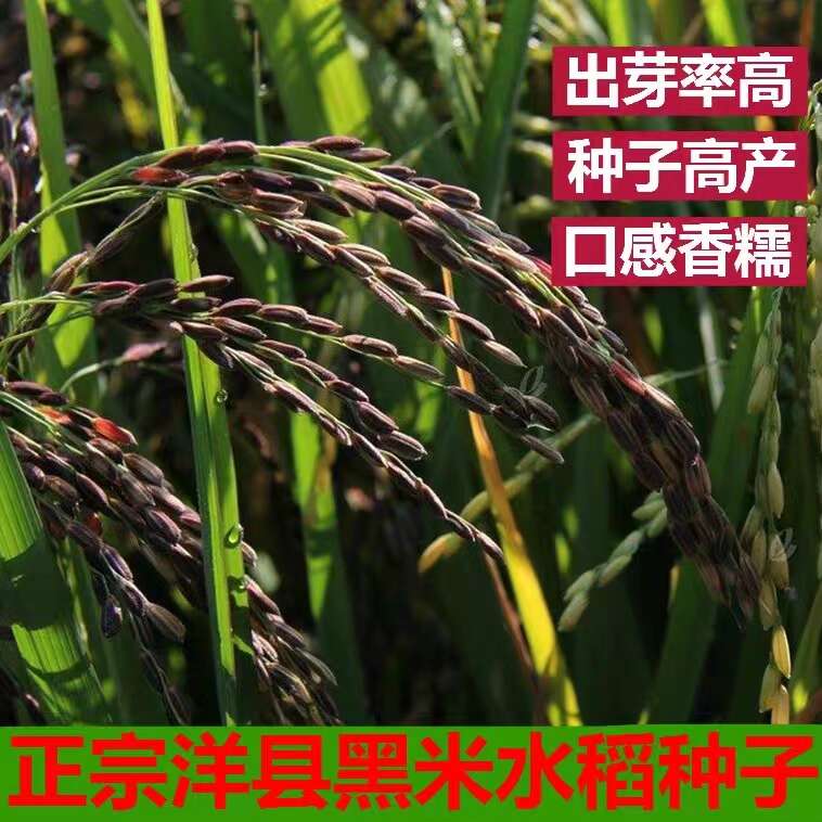 朱鹮湖有机黑米2.5KG