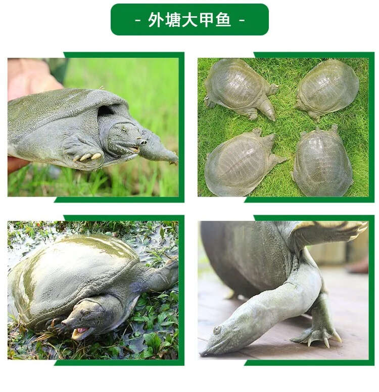 惠农严选- 1-3两甲鱼苗 易养殖产量高 活体外塘生态放养
