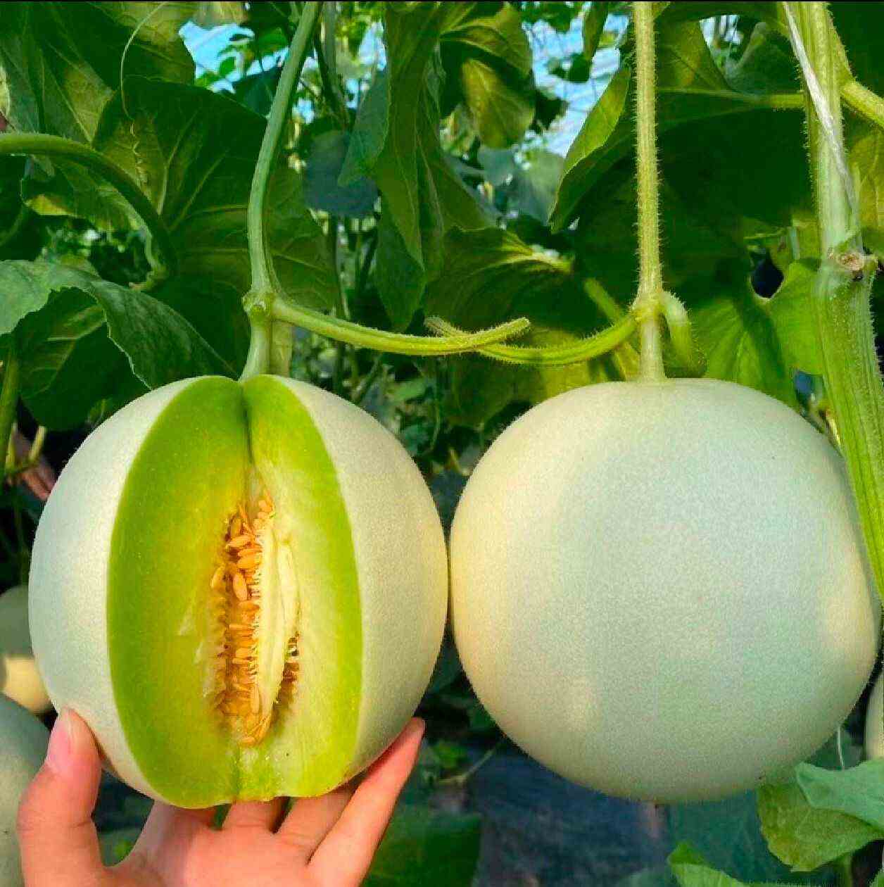 冰淇淋玉菇甜瓜一件代发 对接电商 社团私域 档口商超 直播