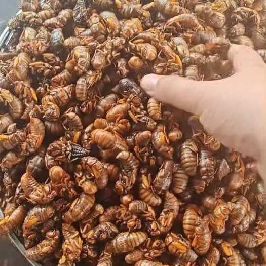 山东惠民县新鲜金蝉供应 禽畜虫类优质食材