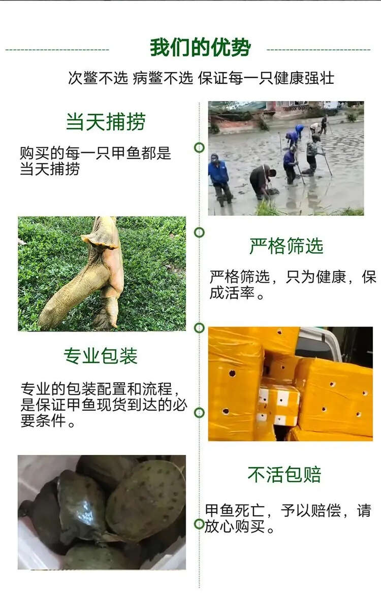 惠农严选- 1-3两甲鱼苗 易养殖产量高 活体外塘生态放养
