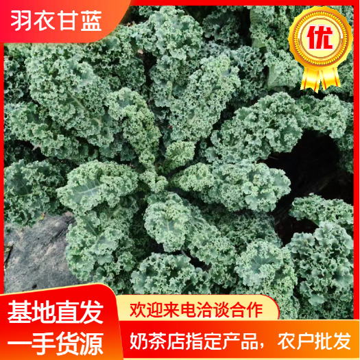 羽衣甘蓝 农户直供 长期供货
