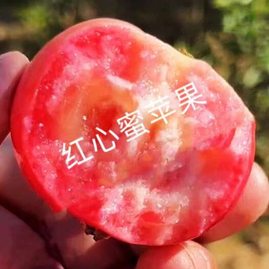 红心蜜苹果种苗：甜口的红肉苹果