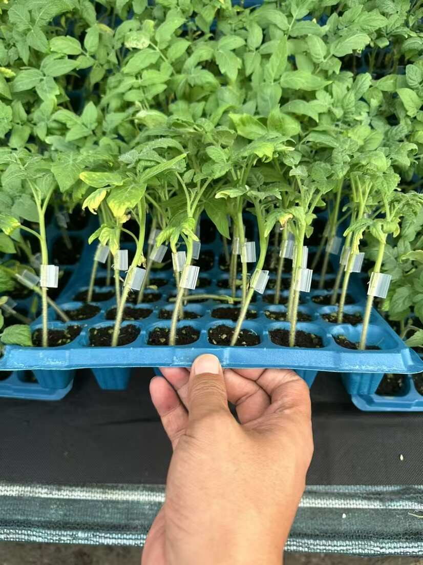 博豐種苗經營部
