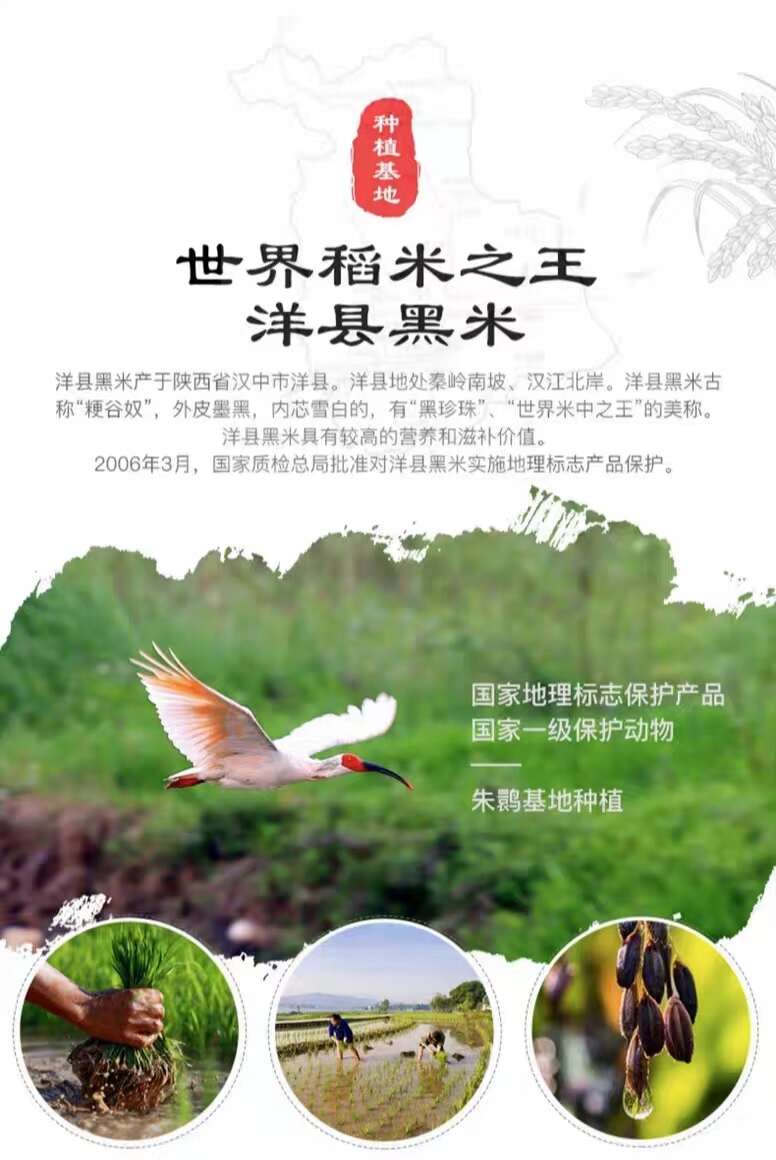 朱鹮湖黑米食补国宝洋县黑米2.5kg布袋装