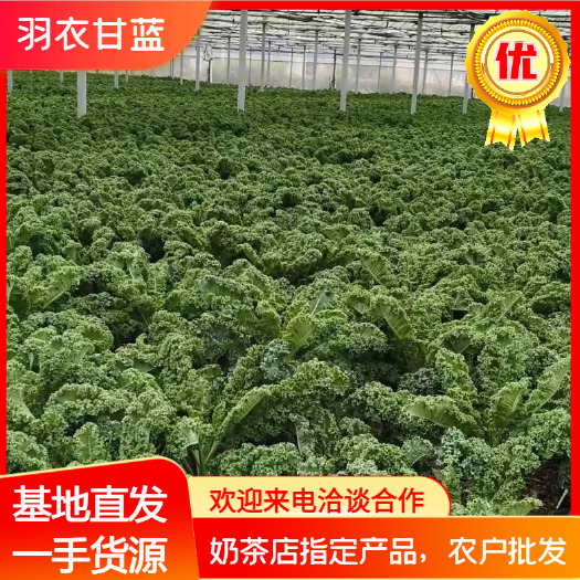 羽衣甘蓝 奶茶店指定商品 农户直发