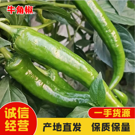 汉寿县牛角椒 15~20cm 中辣一 靑色