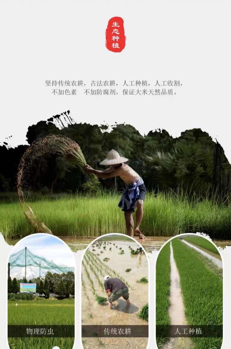 朱鹮湖黑米食补国宝洋县黑米2.5kg布袋装
