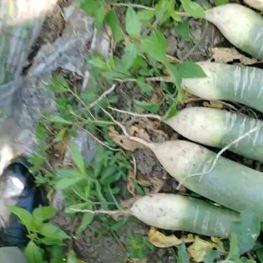 潍坊新货水果萝卜 产地潍坊 价格不高 条形漂亮