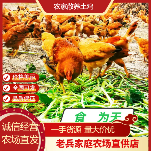 散养仔公鸡，童子鸡 4000只，均重2.8斤，货在湖北京山。