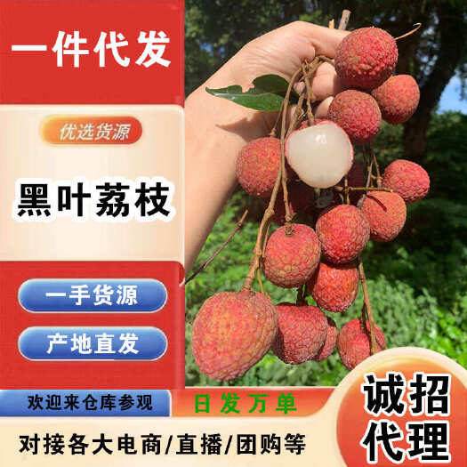 东山县福建黑叶荔枝一件代发产地直发一手货源对接各大电商平台