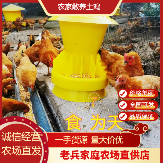 散养土鸡 公鸡母鸡都有 鸡场直发，货在湖北京山。