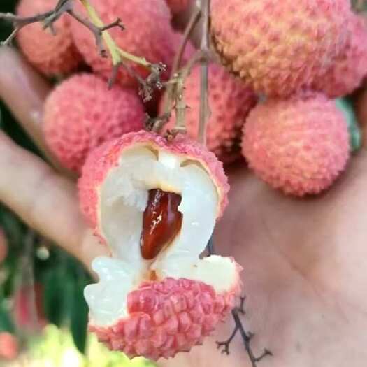高州市高州桂味荔枝