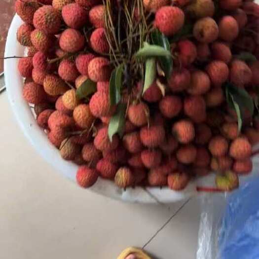 广州广东广州增城桂味荔枝新鲜采摘现发货热带水果