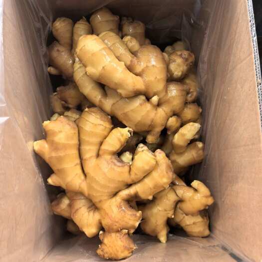 昌邑市新鲜脆嫩！山东大肉姜 - 肉质厚实 姜香浓郁