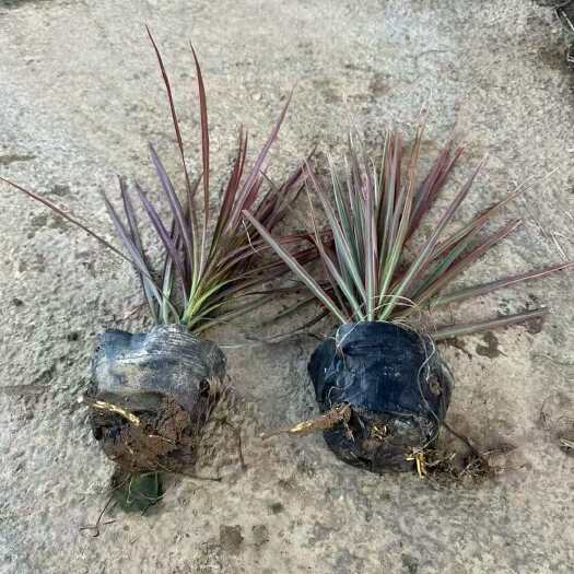 精品七彩铁千年木基地自产自销