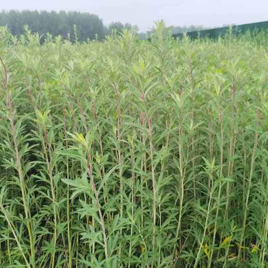 南京野蒿种苗种子根苗 野菜大全春季新鲜当季深色蔬菜，野蒿种苗家庭