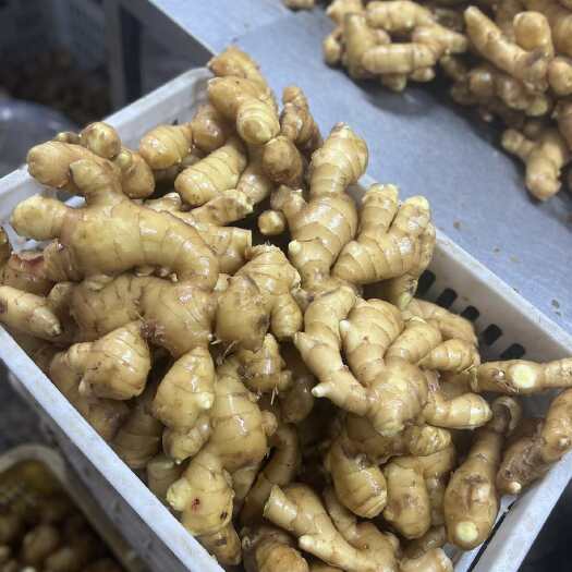 昌邑市山东大肉姜 新鲜出土 姜块饱满肥大 辛辣够味 源头好货
