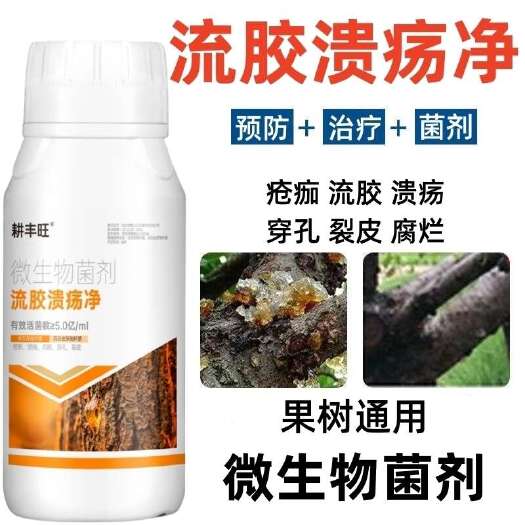 流胶病专用果树柑橘杏树李子樱桃树流胶一喷净疮痂病穿孔溃疡流胶