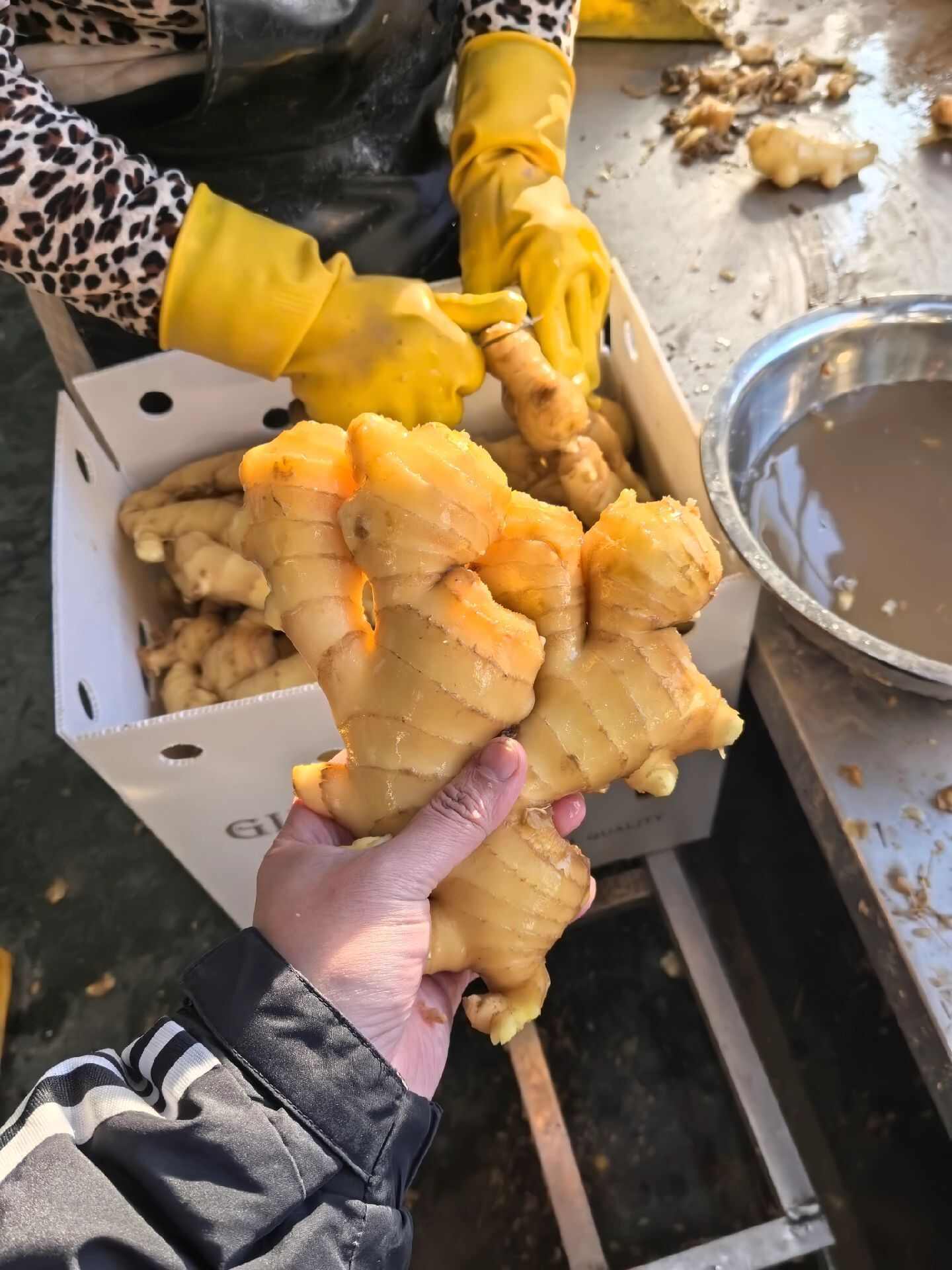 新鲜脆嫩！山东大肉姜 - 肉质厚实 姜香浓郁