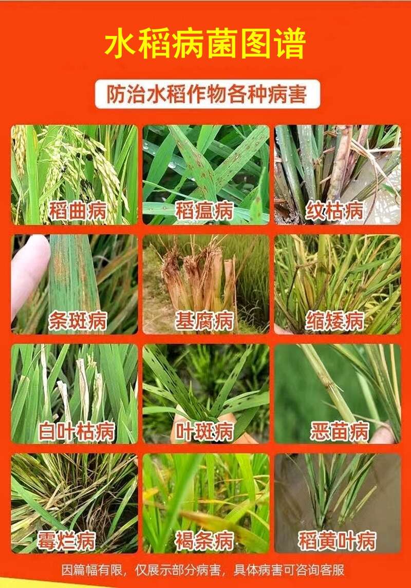水稻病专用水稻杀菌剂稻瘟病稻曲病纹枯病恶苗白叶枯水稻病害专用