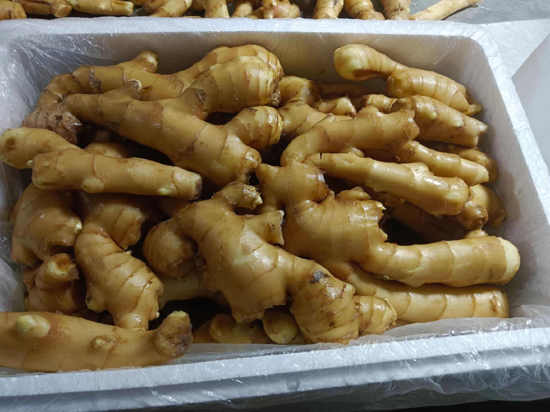 山东特级大肉姜 - 个大饱满 辛辣适中 厨房