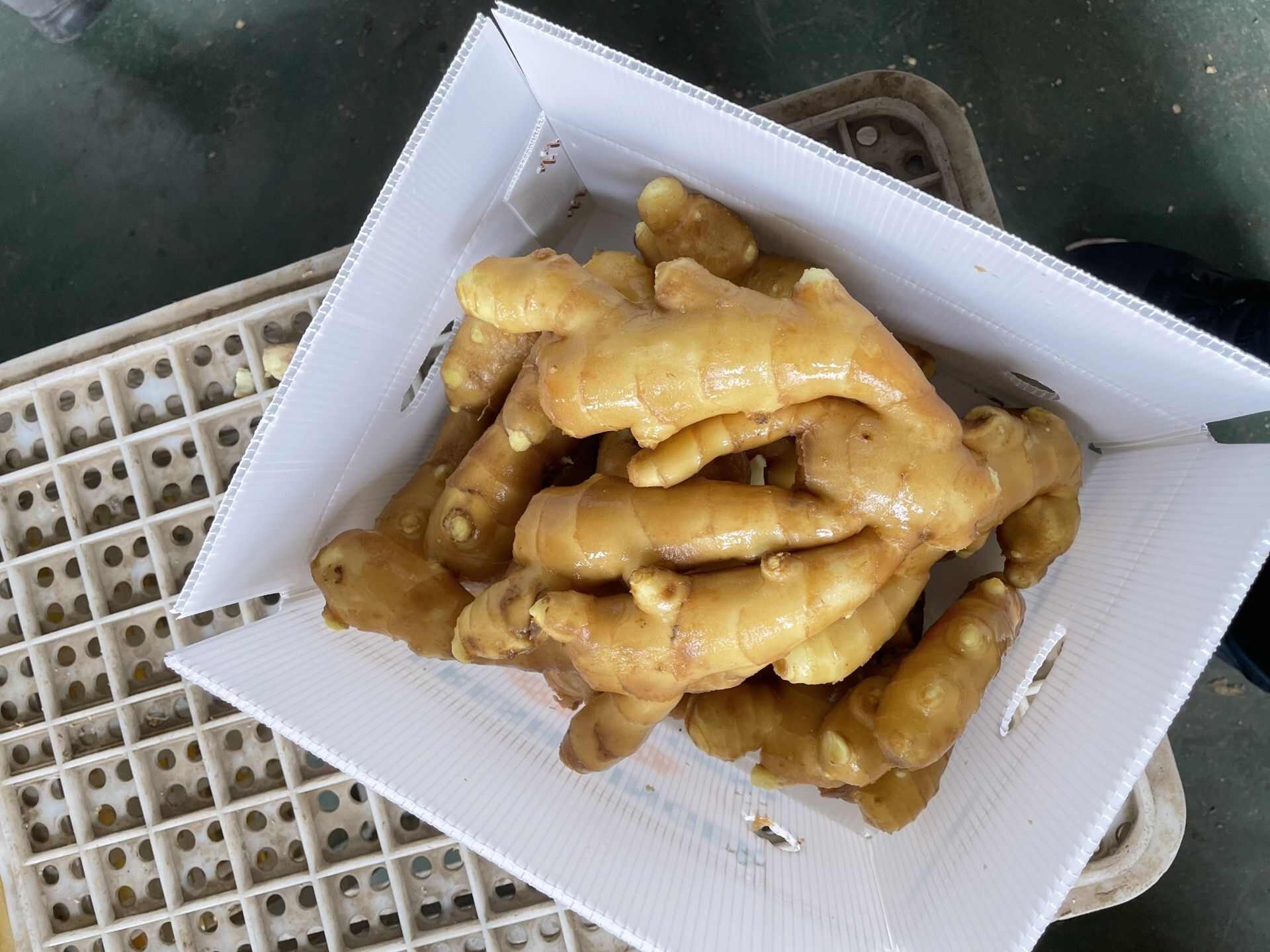 新鲜脆嫩！山东大肉姜 - 肉质厚实 姜香浓郁