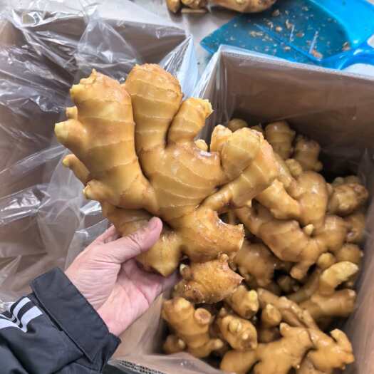 昌邑市山东特级大肉姜 - 个大饱满 辛辣适中 厨房必备