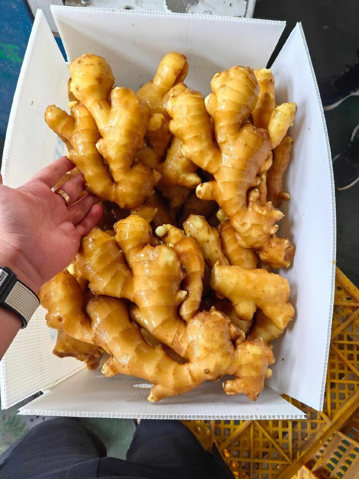 新鲜脆嫩！山东大肉姜 - 肉质厚实 姜香浓郁