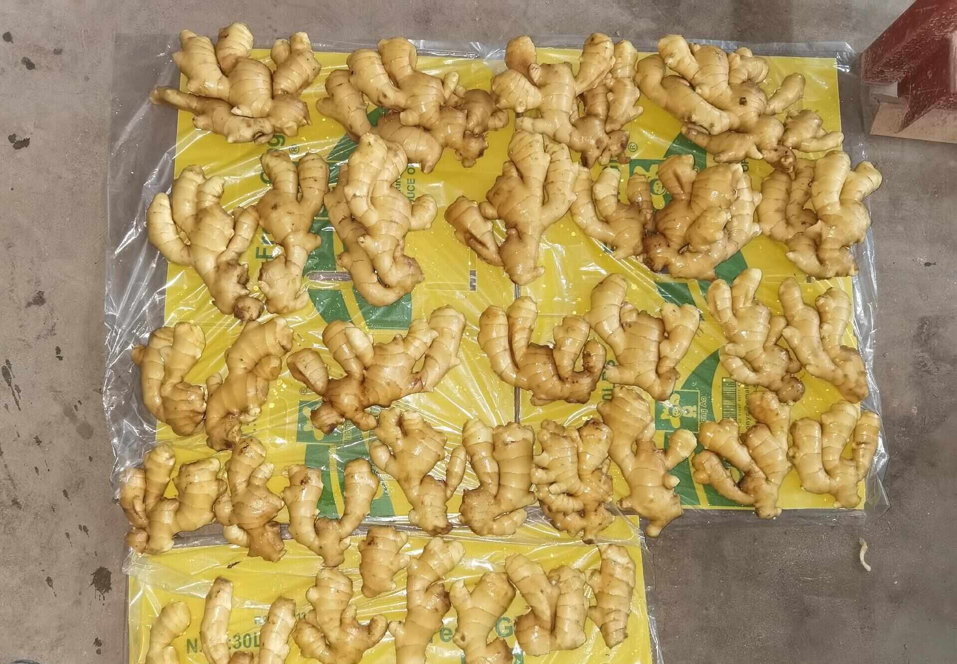 山东特级大肉姜 - 个大饱满 辛辣适中 厨房