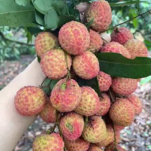 糯米糍荔枝