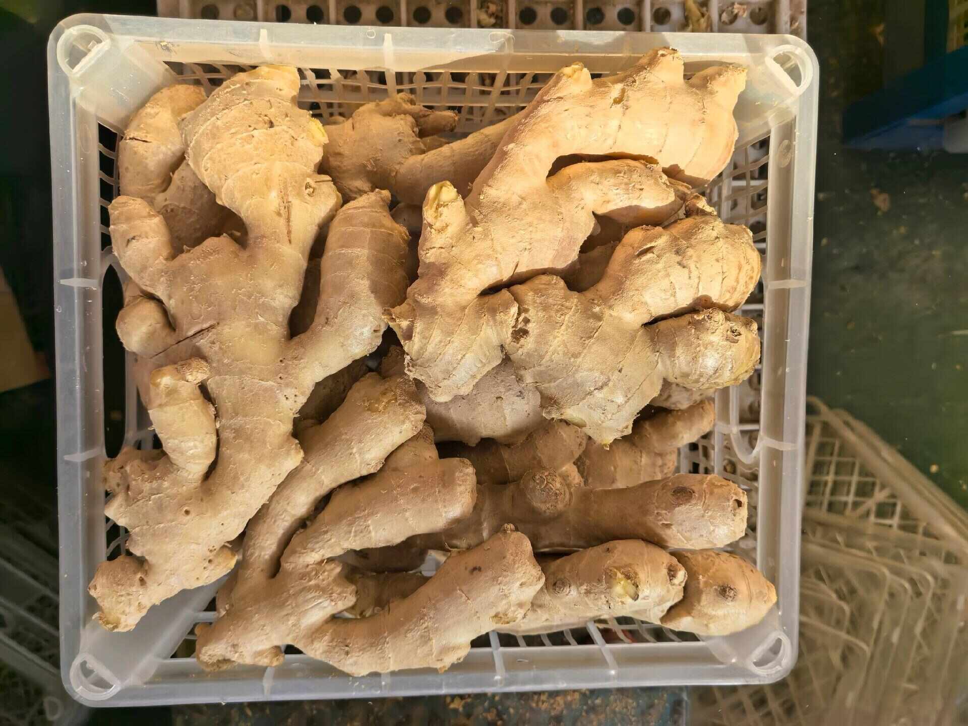 新鲜脆嫩！山东大肉姜 - 肉质厚实 姜香浓郁