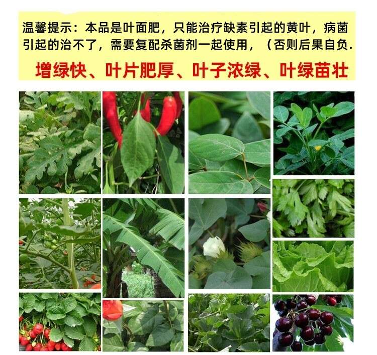黄叶一喷绿叶面肥果树蔬菜花卉黄叶植物通用含氨基酸水溶肥叶绿素
