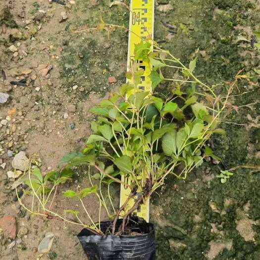 长沙精品爬山虎基地直销