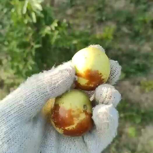 青县黄骅一代冬枣