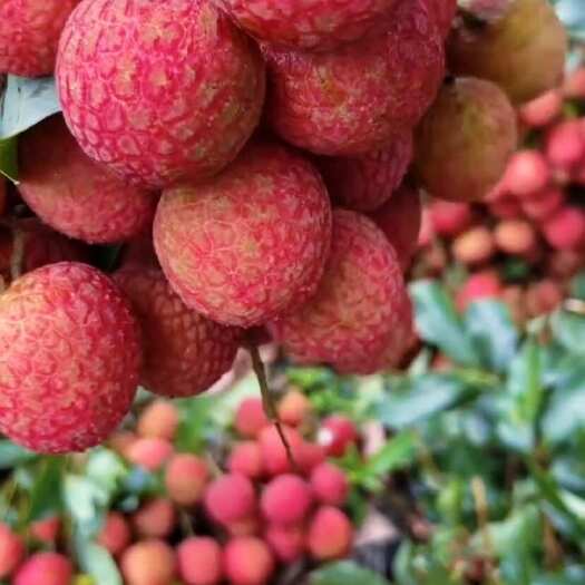 高州市还有少量迟熟白糖罂白蜡，不打催熟少打药健康食品，30斤起发货