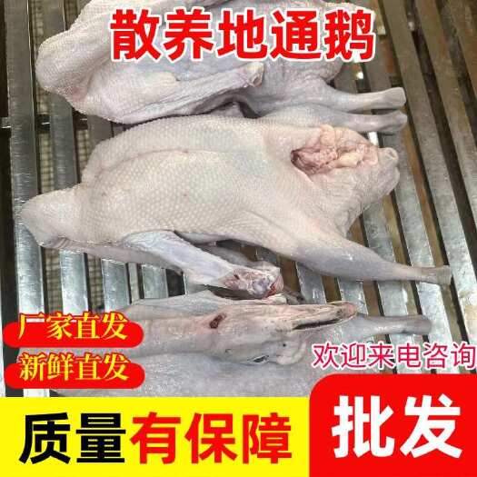 佛山广东清远地通鹅新鲜整只酒店烧鹅港式茶餐厅原材料乌棕鹅棚鹅