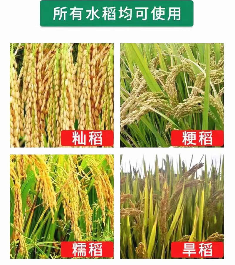 水稻病专用水稻杀菌剂稻瘟病稻曲病纹枯病恶苗白叶枯水稻病害专用