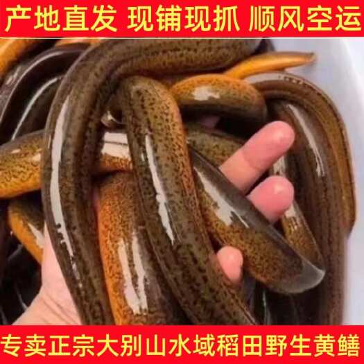 外黄鳝稻田现捕现抓新鲜黄鳝鲜活活体鳝鱼天然黄鳝