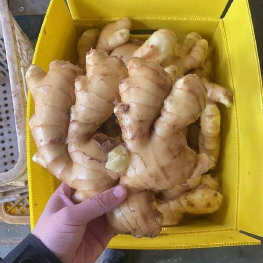 昌邑市新鲜山东大肉姜 农家自种 姜味浓郁